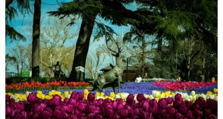 İstanbul-Lale Festivali