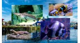 Viaport marina-Tuzla-aquarium