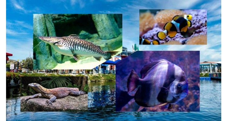 Viaport marina-Tuzla-aquarium