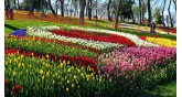 İstanbul-Tulip Festival