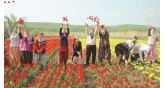 İstanbul-Tulip Festival